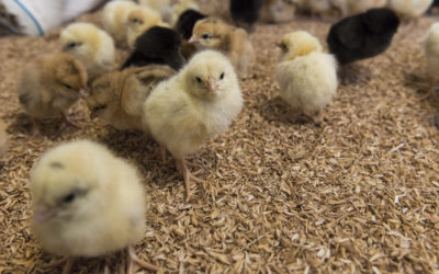 Allevamenti: un Pollo senza antibiotici? C’è chi ci riesce. In Piemonte.